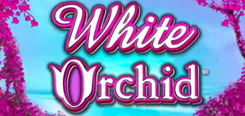 Step Into the Action with the White Orchid Slot Experience