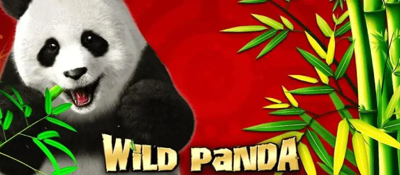 Step Into the Action with the Wild Panda Slot Experience